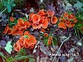 Aleuria aurantia-amf1417-2